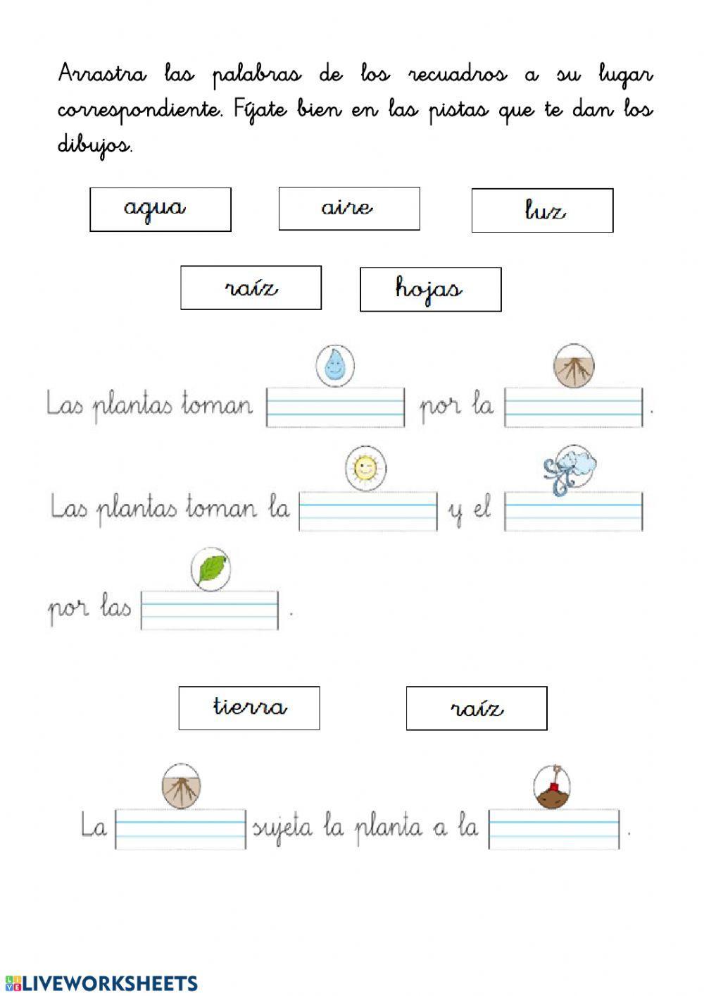 ¿Qué necesitan las plantas para crecer?
