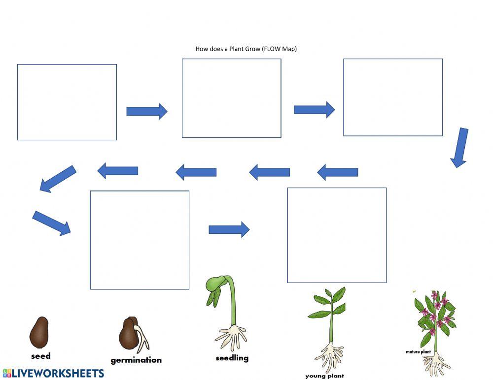 Plant life cycle flow map