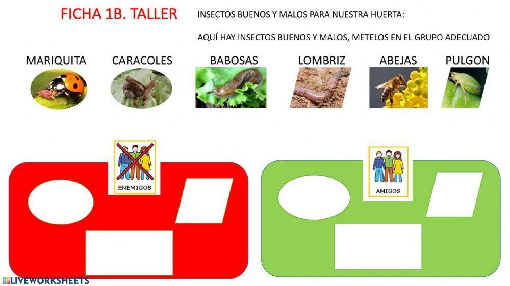 UNIDAD 3-INSECTOS HUERTA