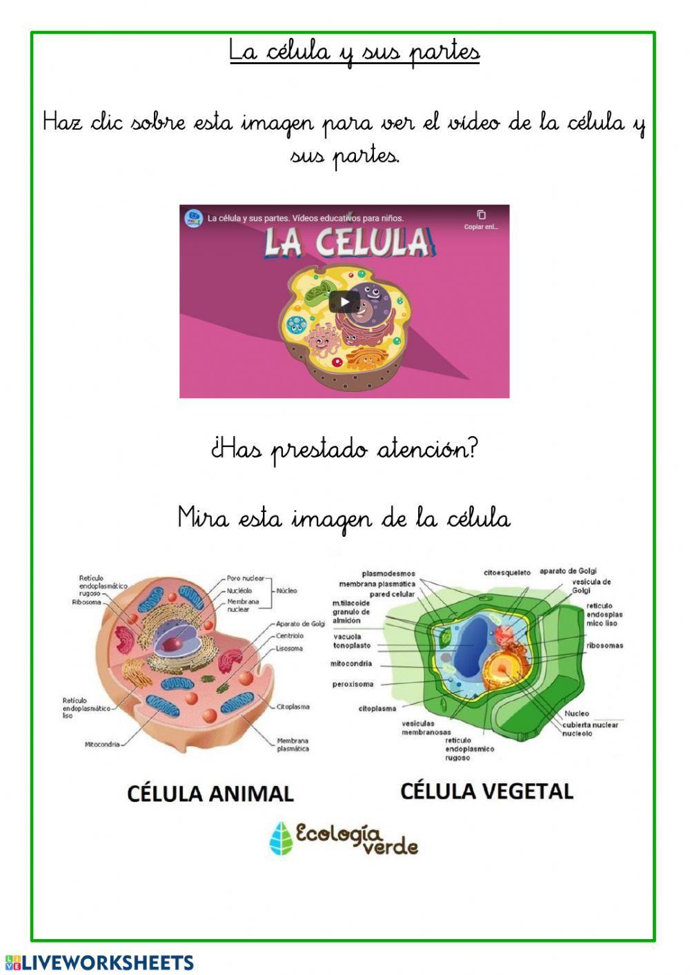 La célula y sus partes