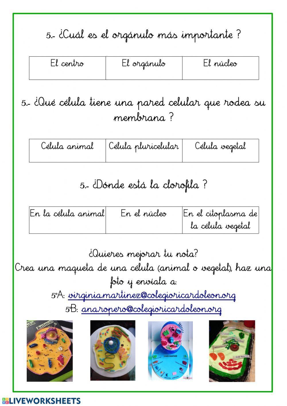 La célula y sus partes