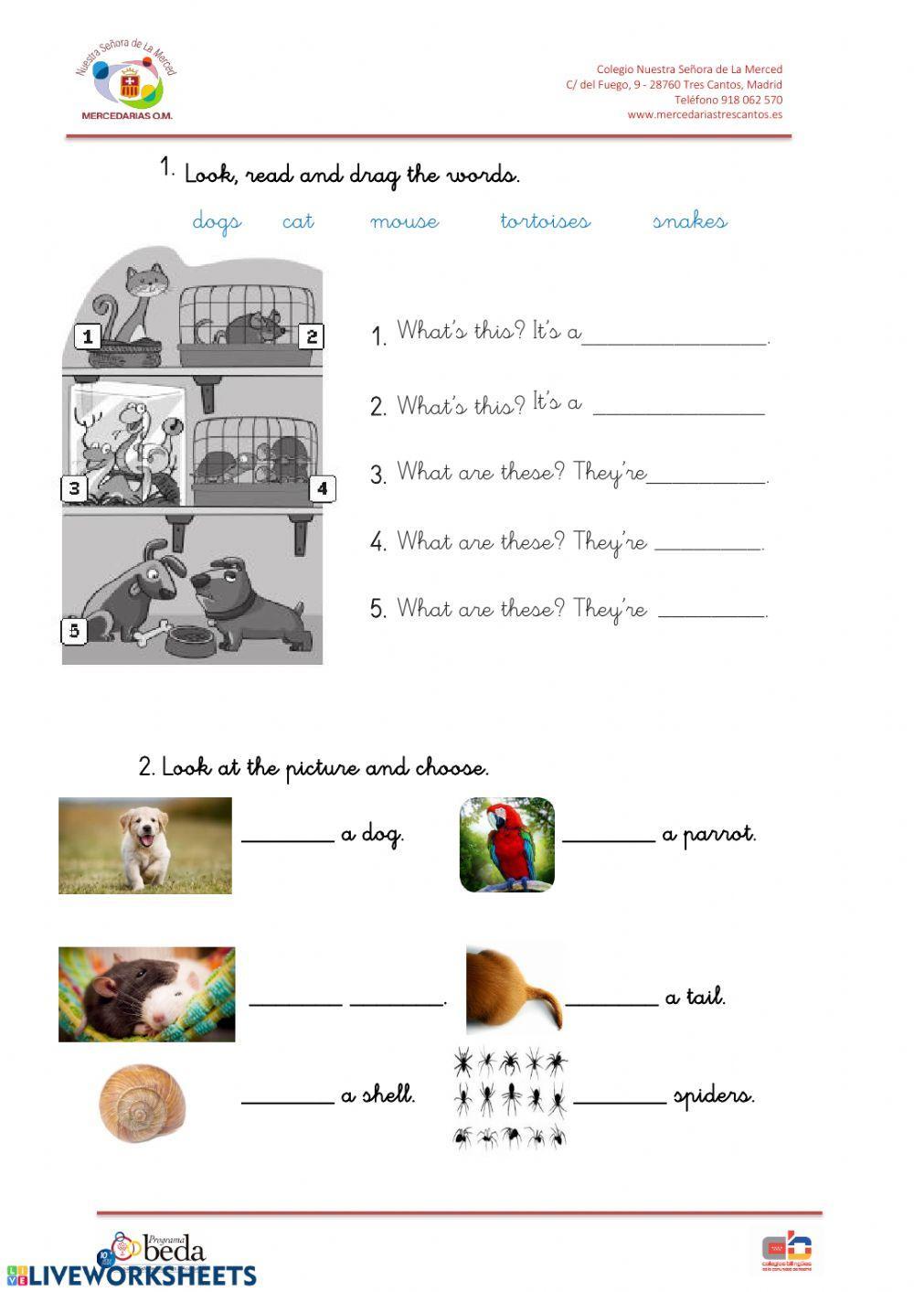 Animals It's-They're