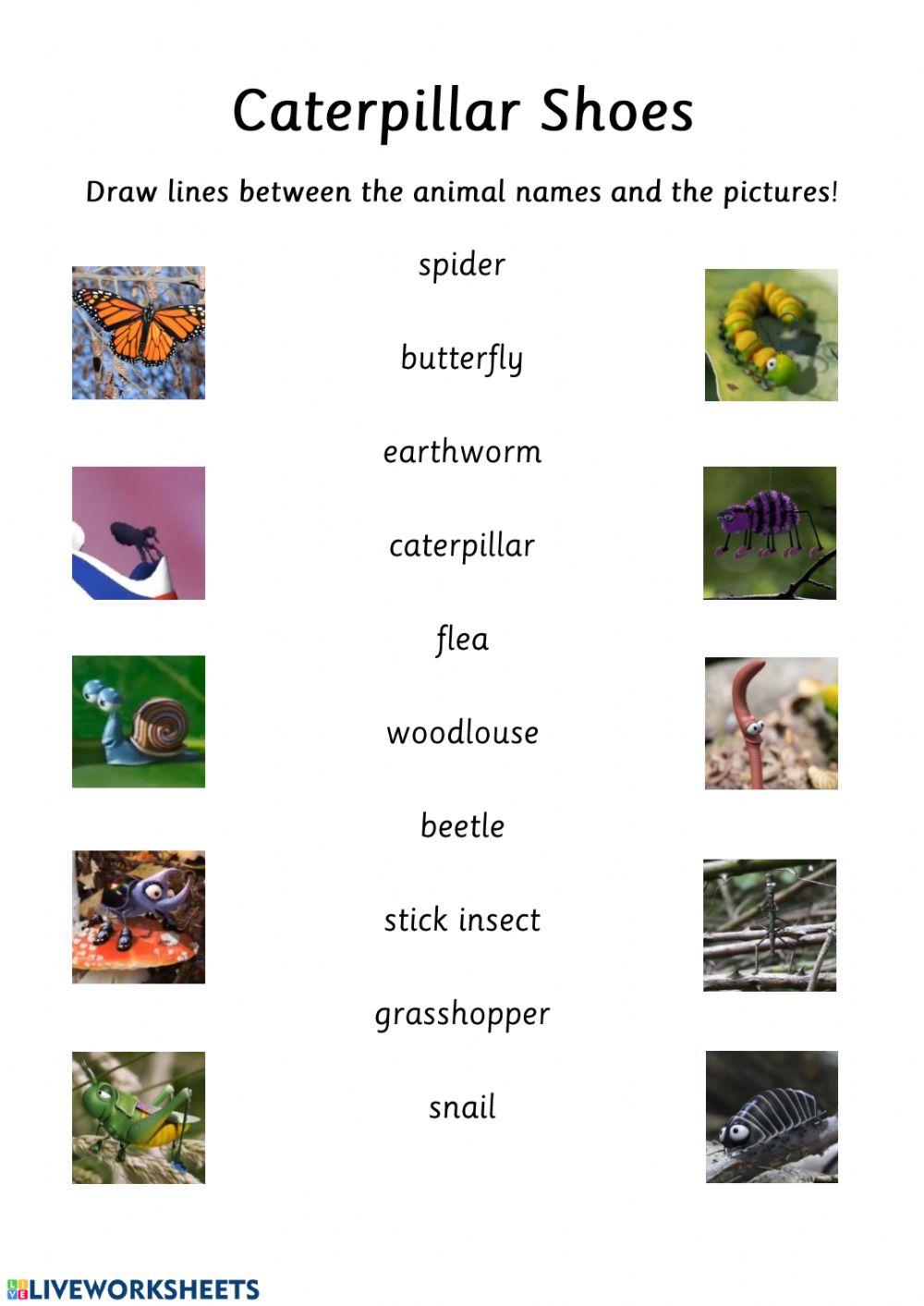 Caterpillar Shoes - Match the Characters