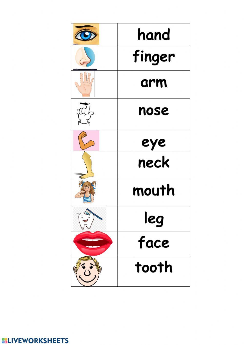 Parts of the body (part 2)