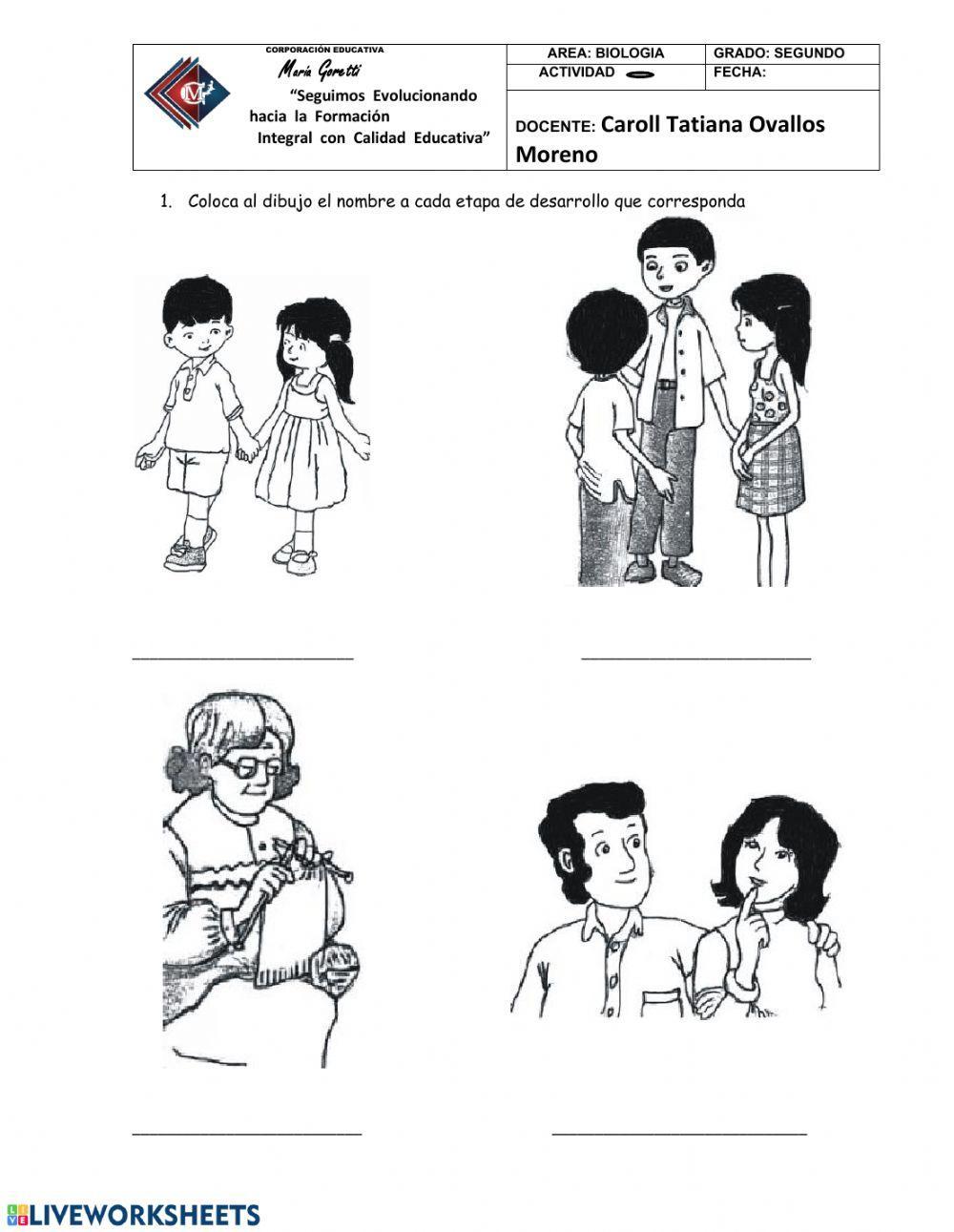 Etapas del desarrollo humano