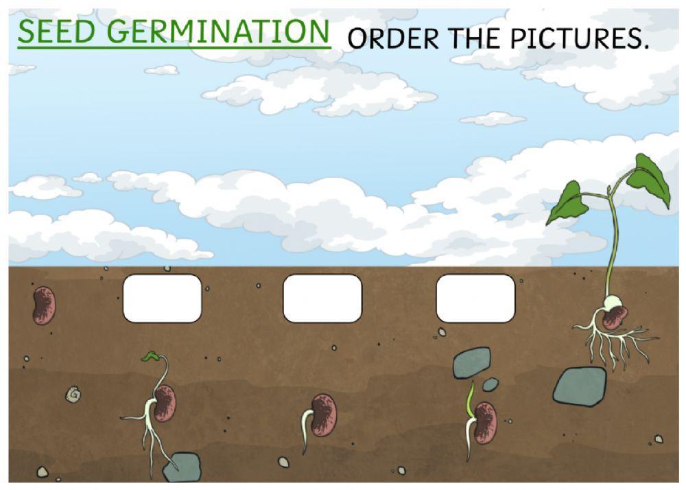 Seed germination