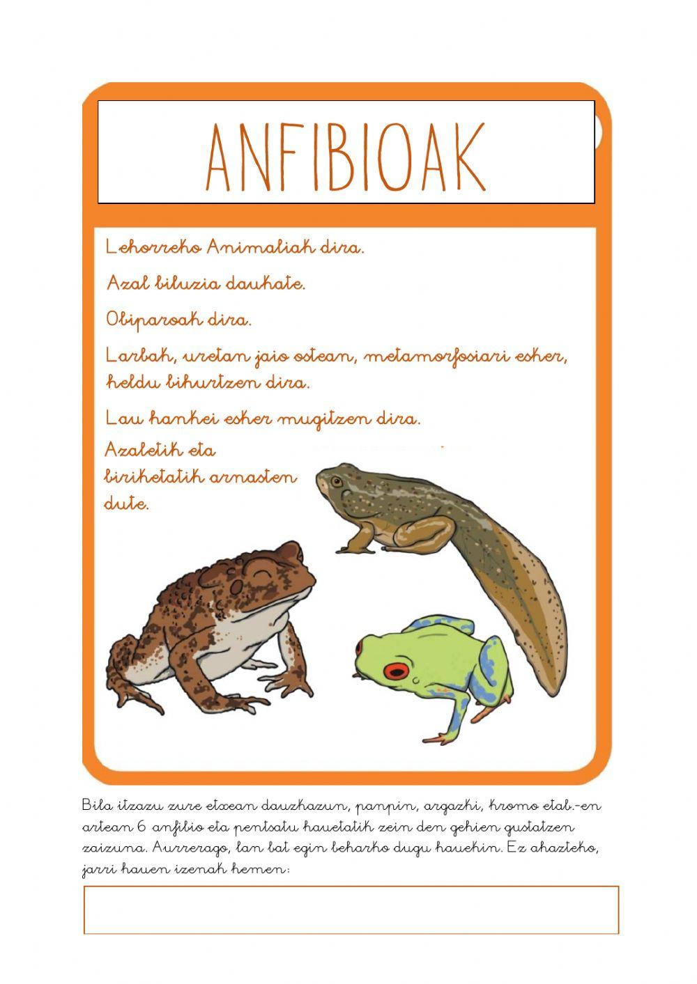 Anfibioen ezaugarriak Anfibioen ezaugarriak