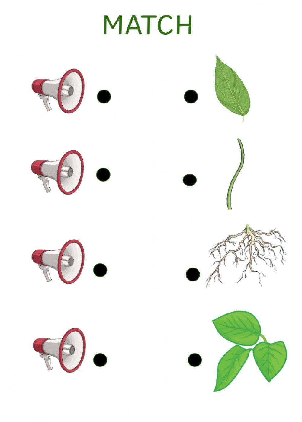Parts of a plant, listen and match