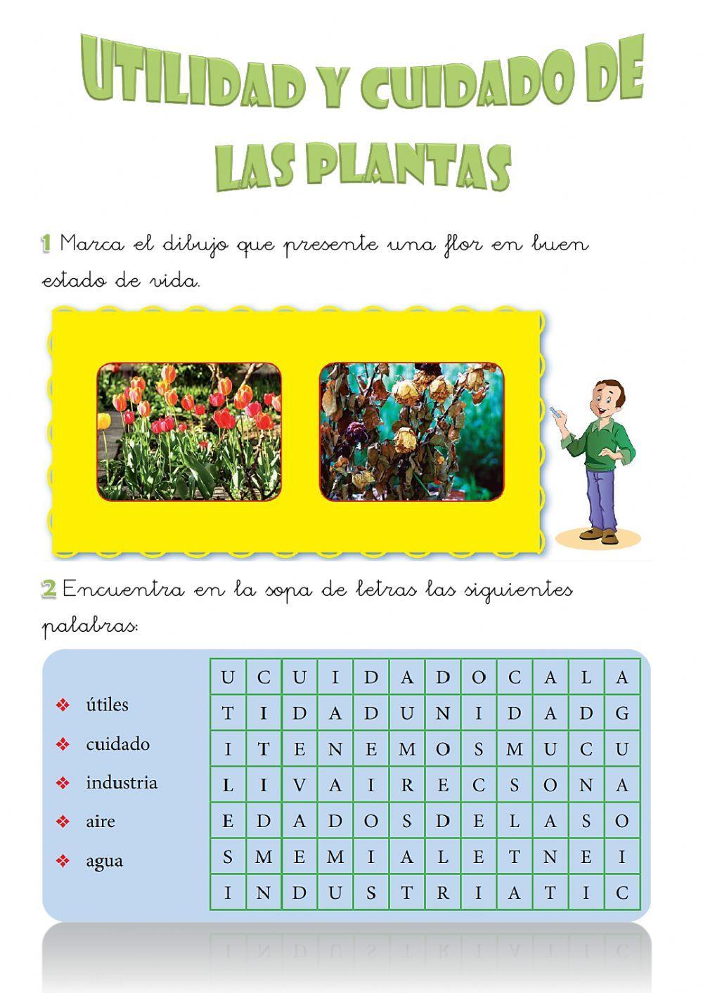 Características de las plantas