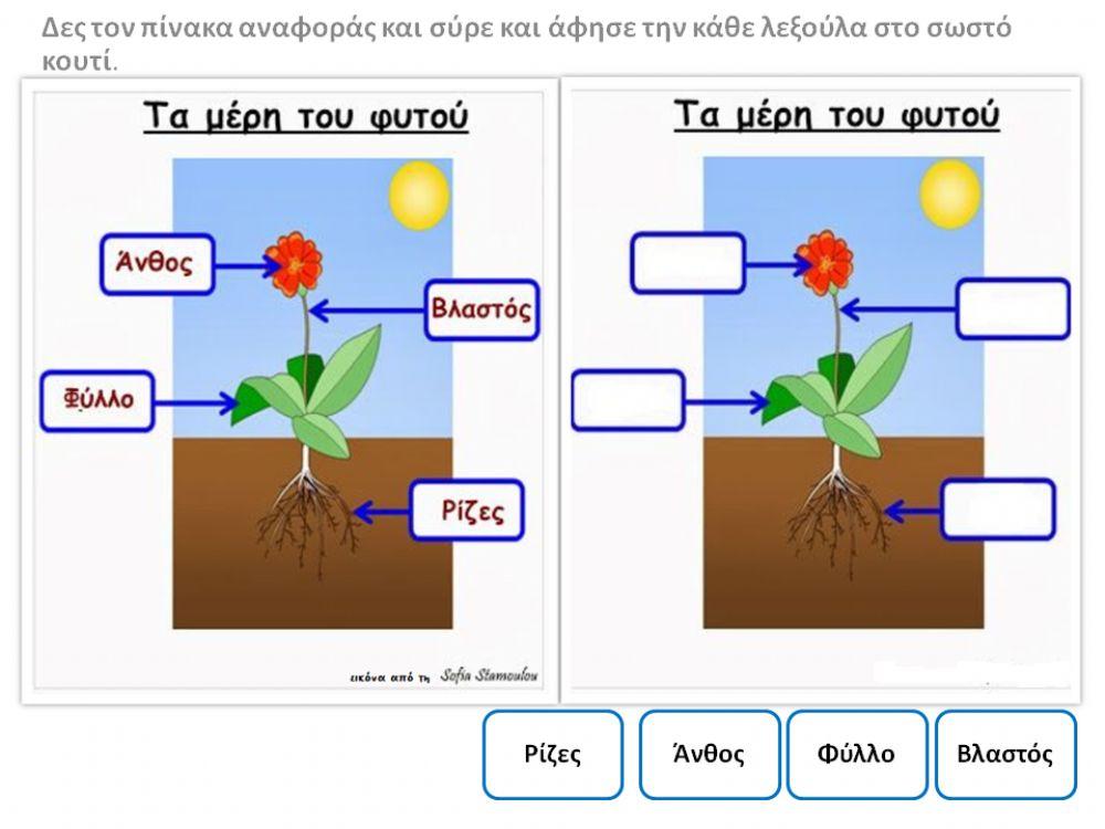 Λουλούδια