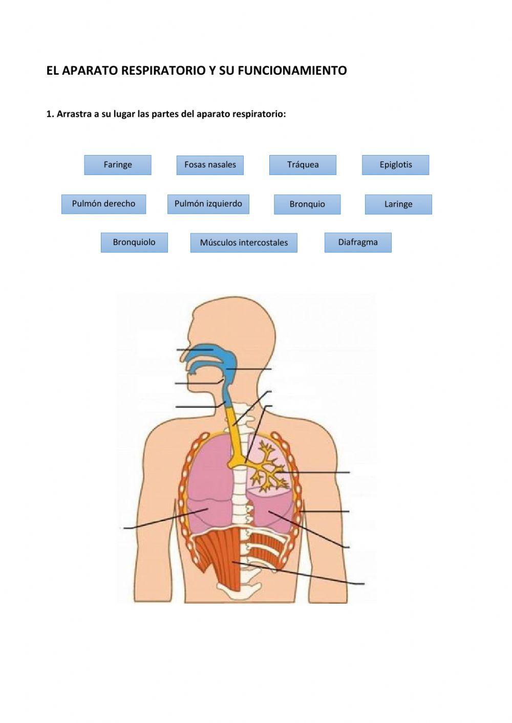 El aparato respiratorio y su funcionamiento