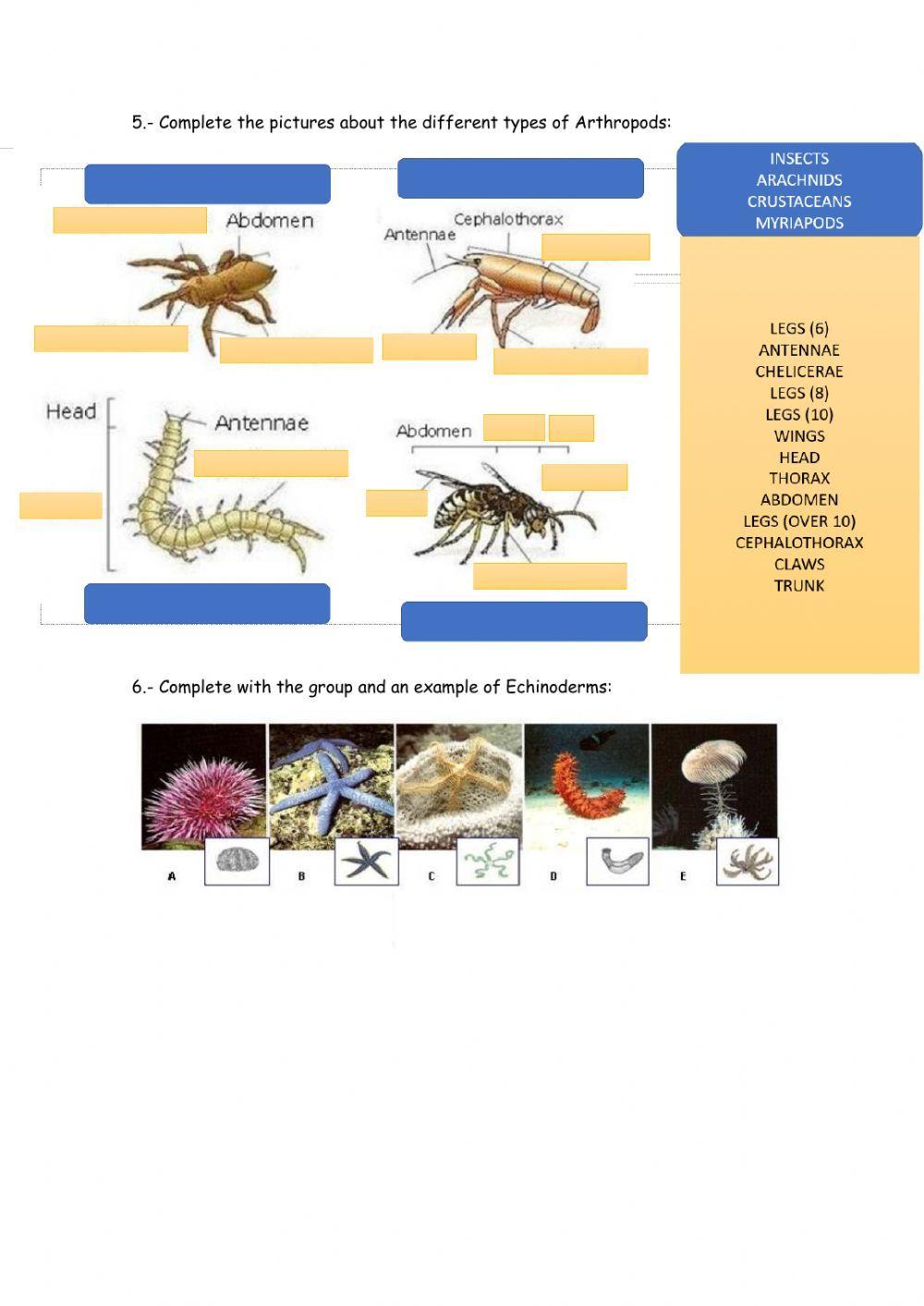 Invertebrates