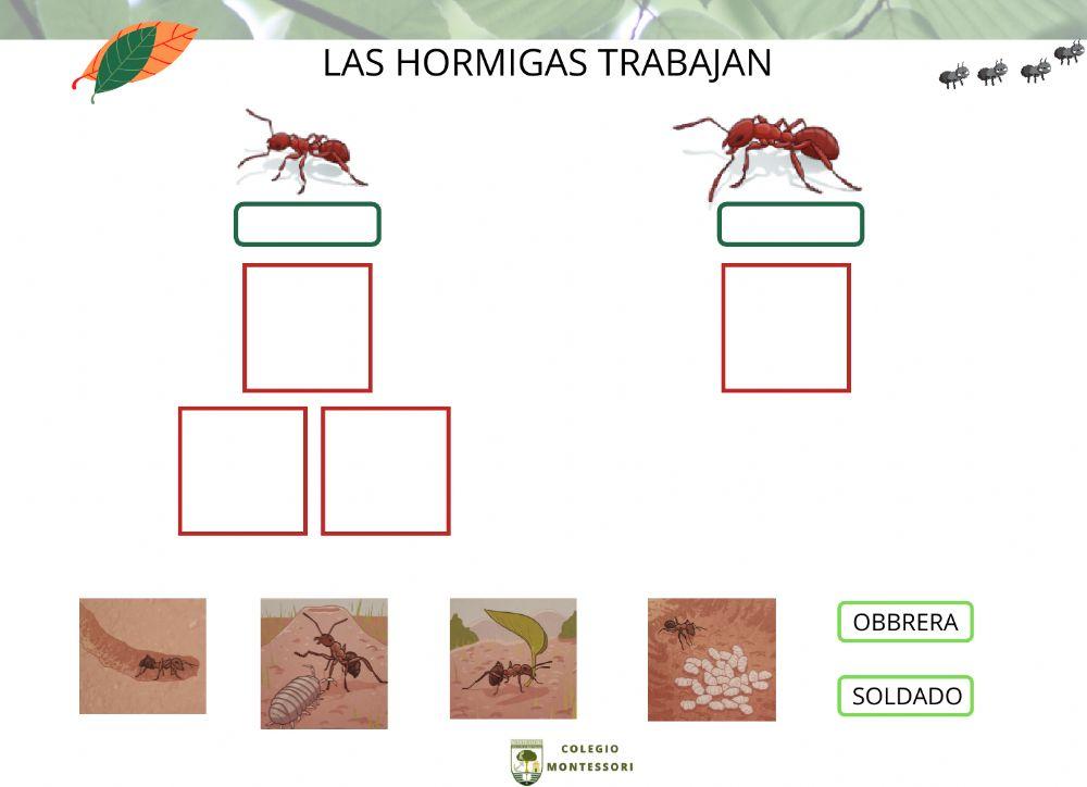 Los trabajajos de las hormigas