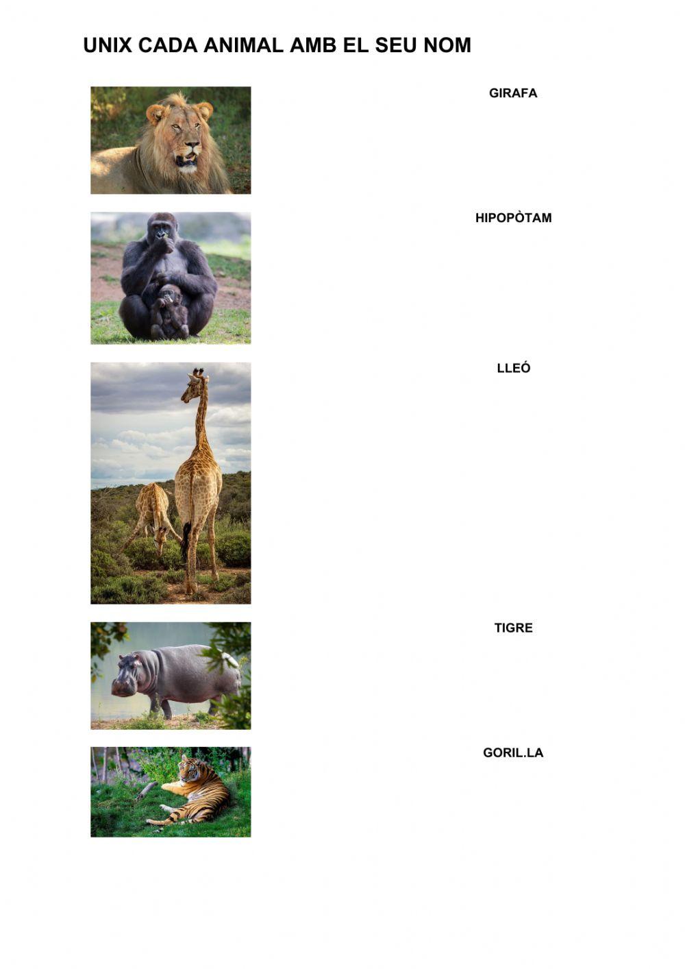 Vocabulari : animals salvatges