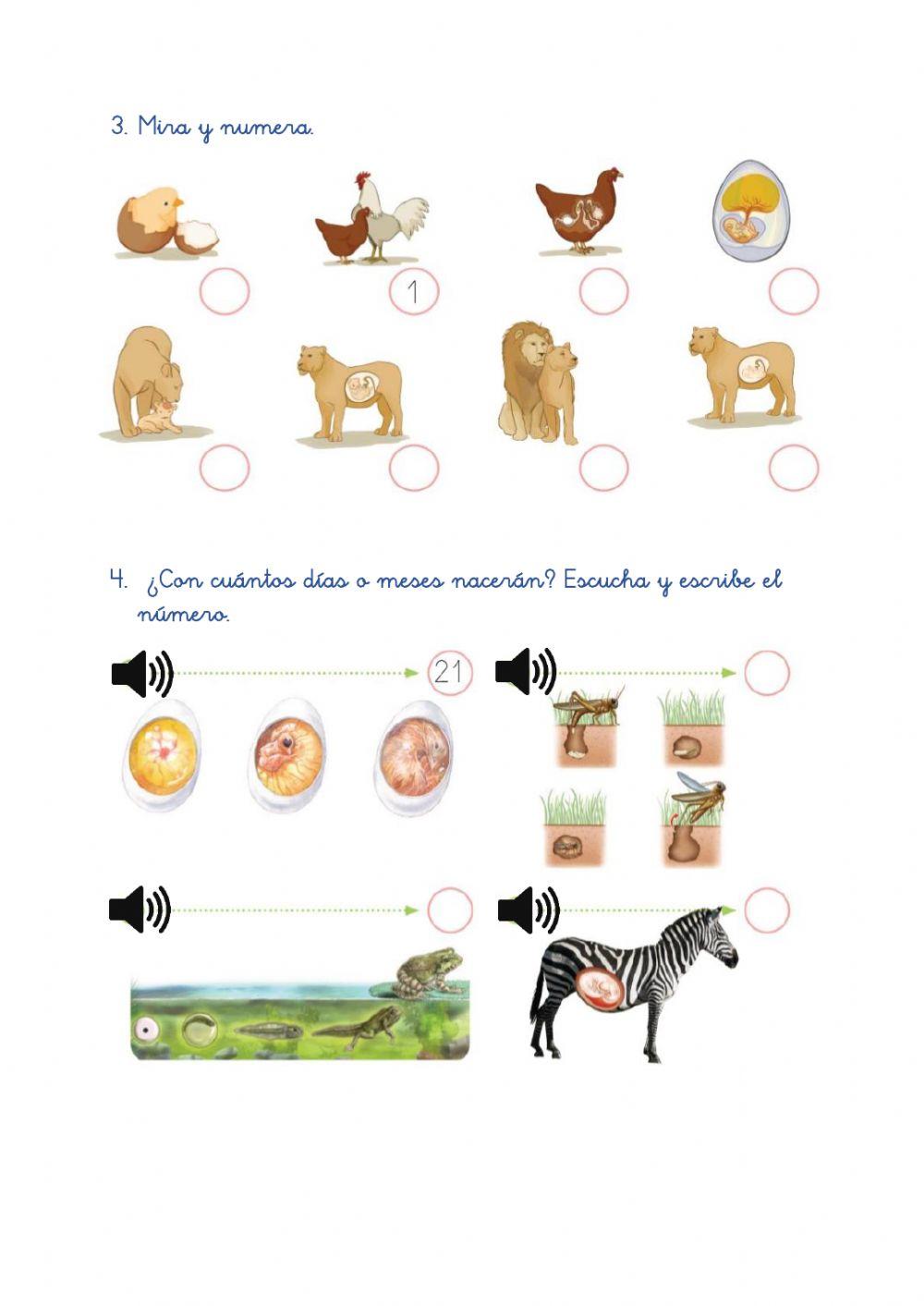Natural Science 4 -5 español