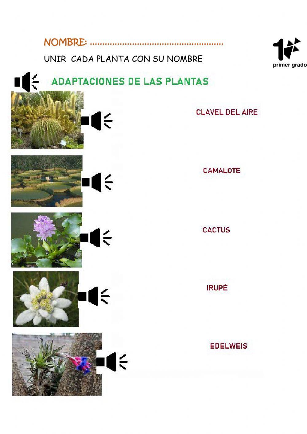 Adaptaciones de las plantas