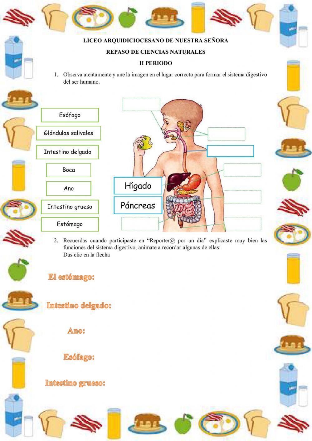 Sistema digestivo y alimentos