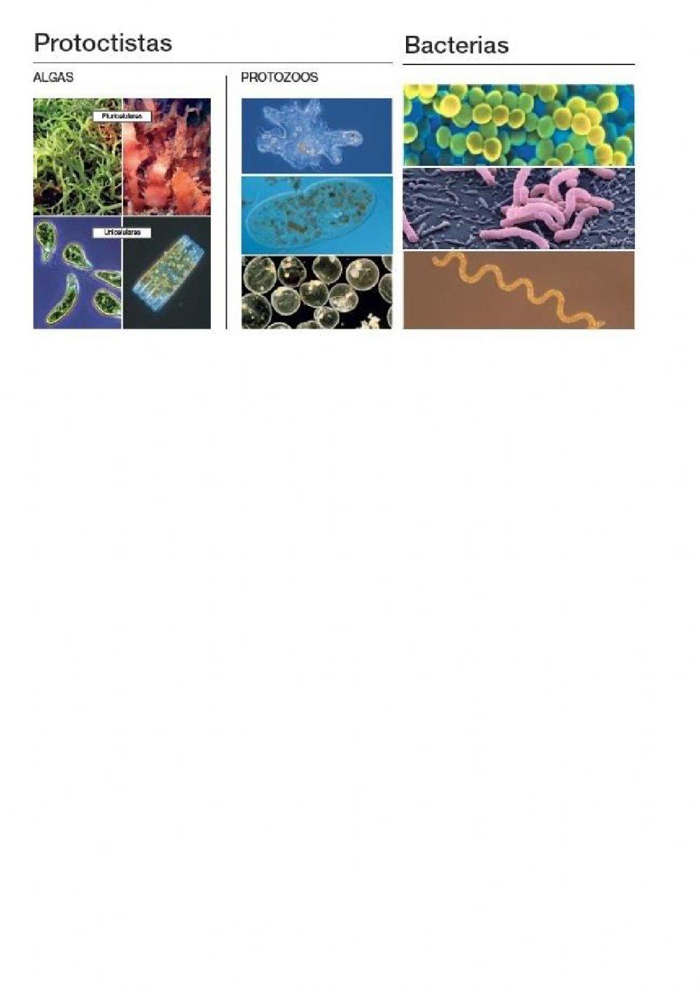 La biosfera. parte 2