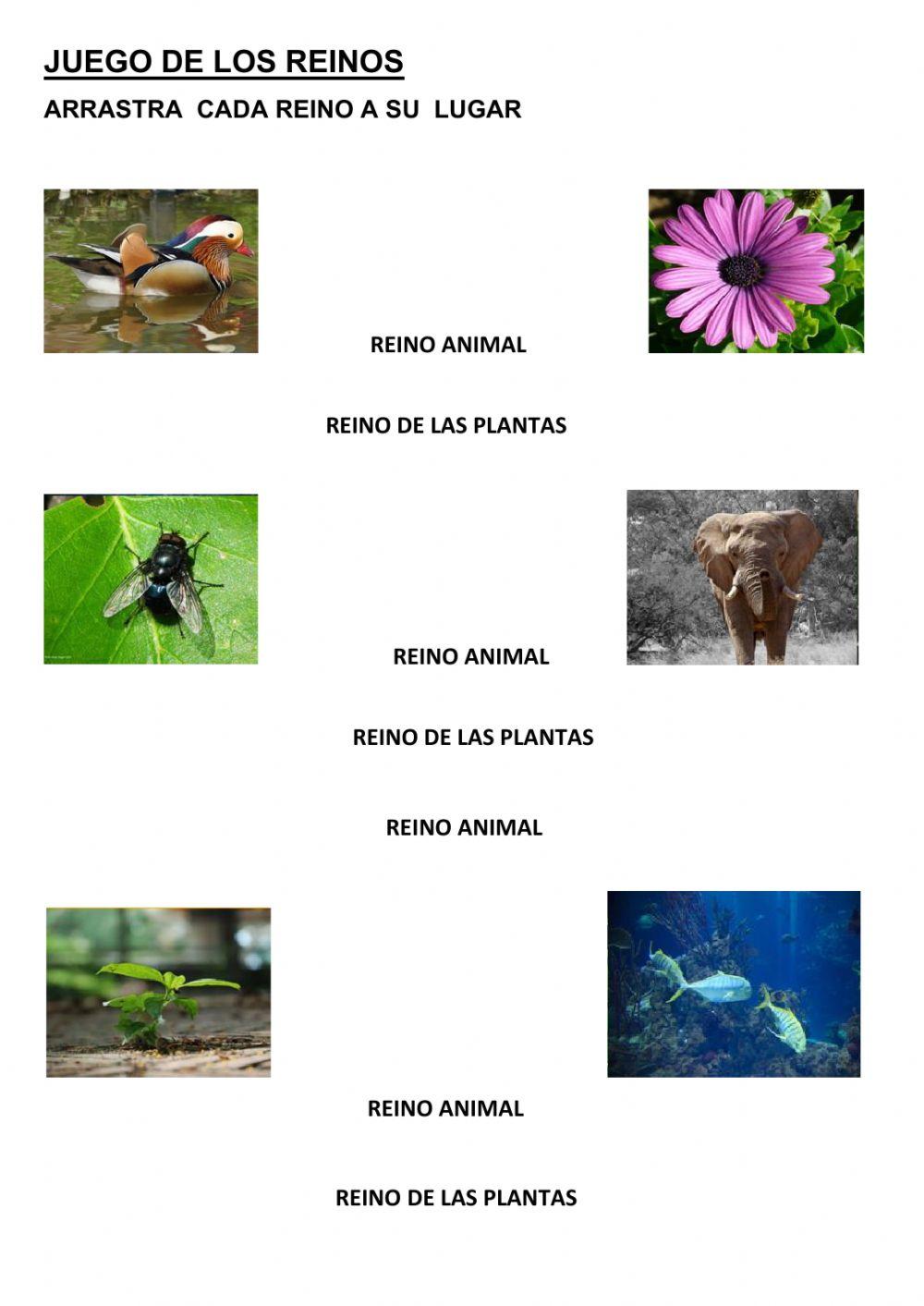 Juego de los reinos. tema 5