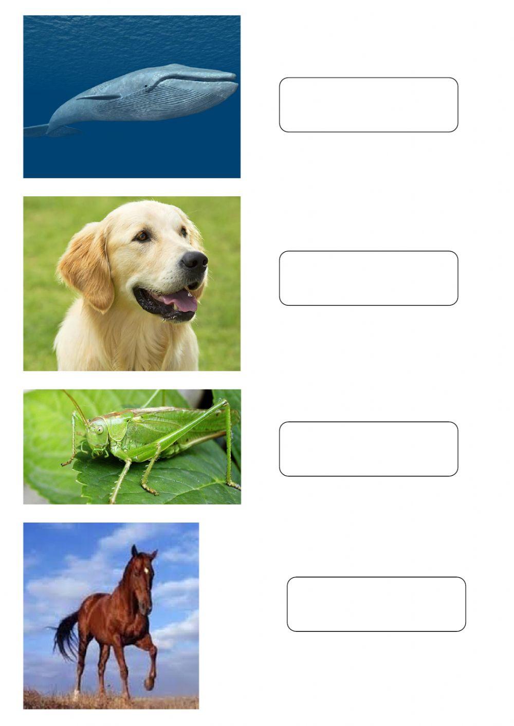 1 giugno - Dimmi il nome degli animali, il computer lo scriverà