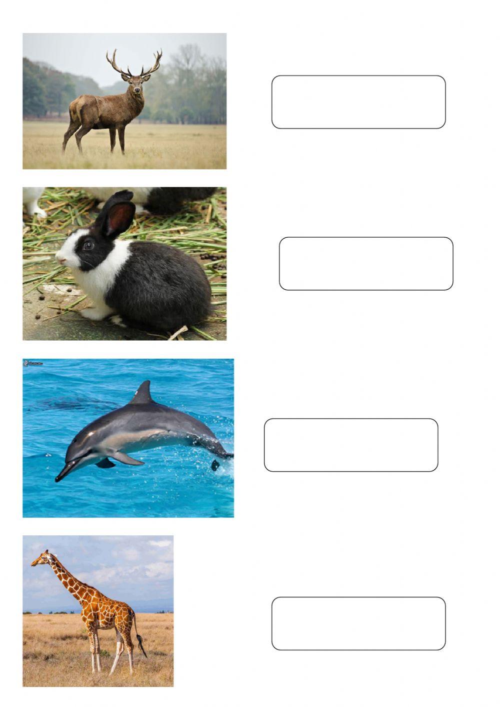 1 giugno - Dimmi il nome degli animali, il computer lo scriverà