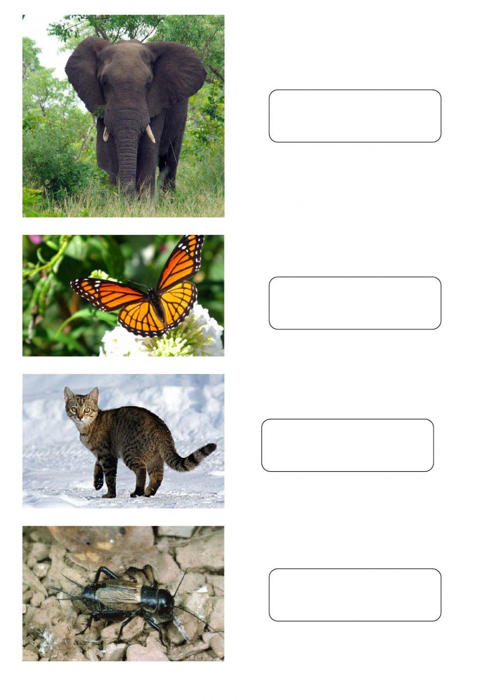 1 giugno - Dimmi il nome degli animali, il computer lo scriverà