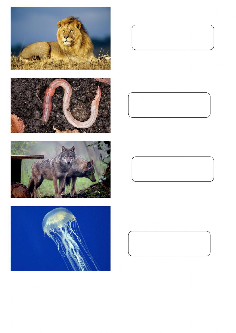 1 giugno - Dimmi il nome degli animali, il computer lo scriverà