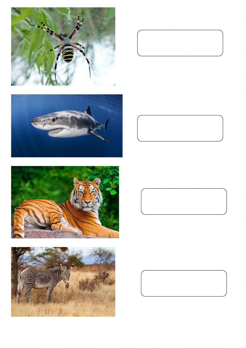 1 giugno - Dimmi il nome degli animali, il computer lo scriverà