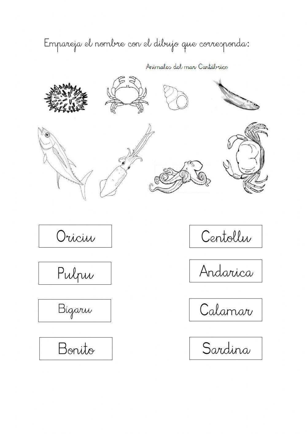 Animales mar Cantábrico