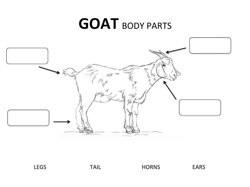 Farm animal body parts
