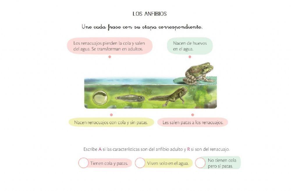 Metamorfosis de los anfibios