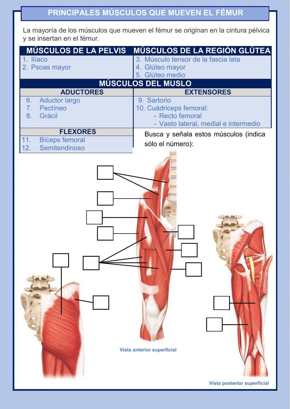 Músculos de las extremidades inferiores