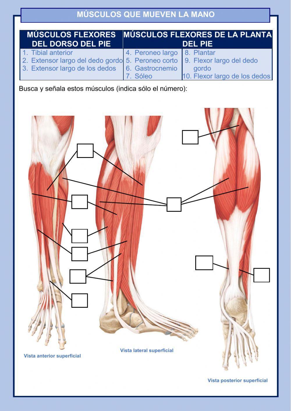Músculos de las extremidades inferiores