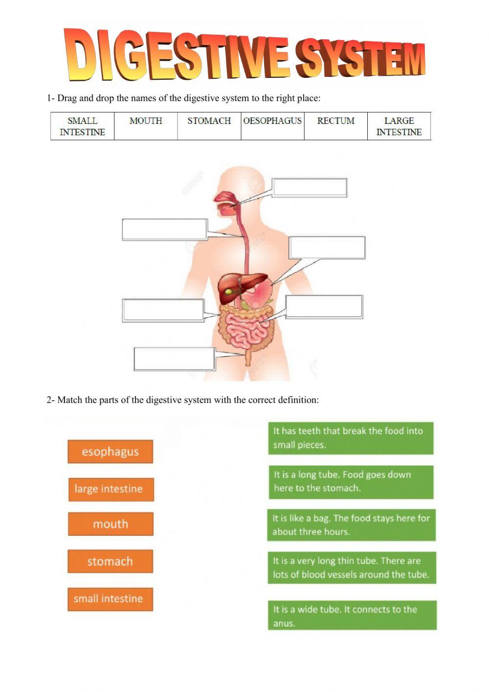 Digestive and excretory systems