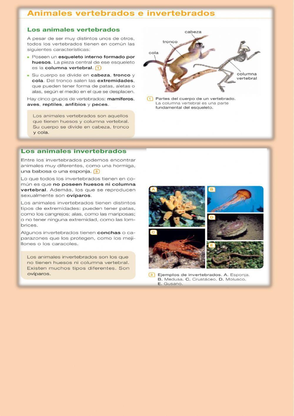 Animales vertebrados e invertebrados.  Funciones vitales