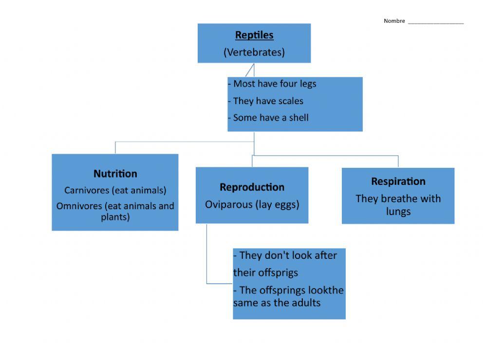 Unit 4 Reptiles Scheme
