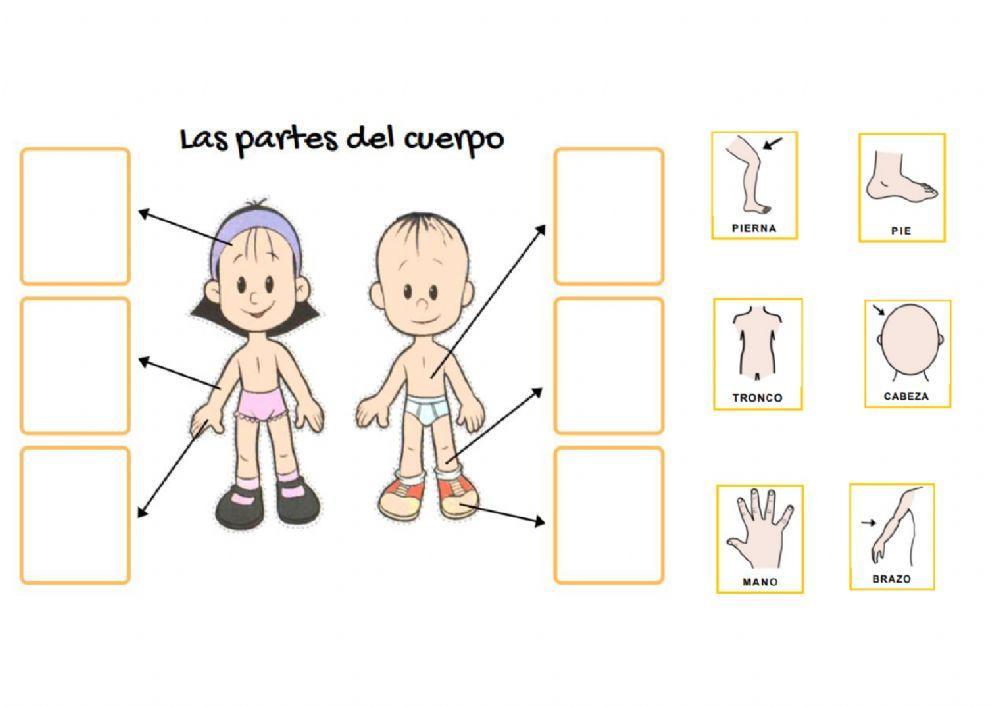 Las partes de la cara y cuerpo