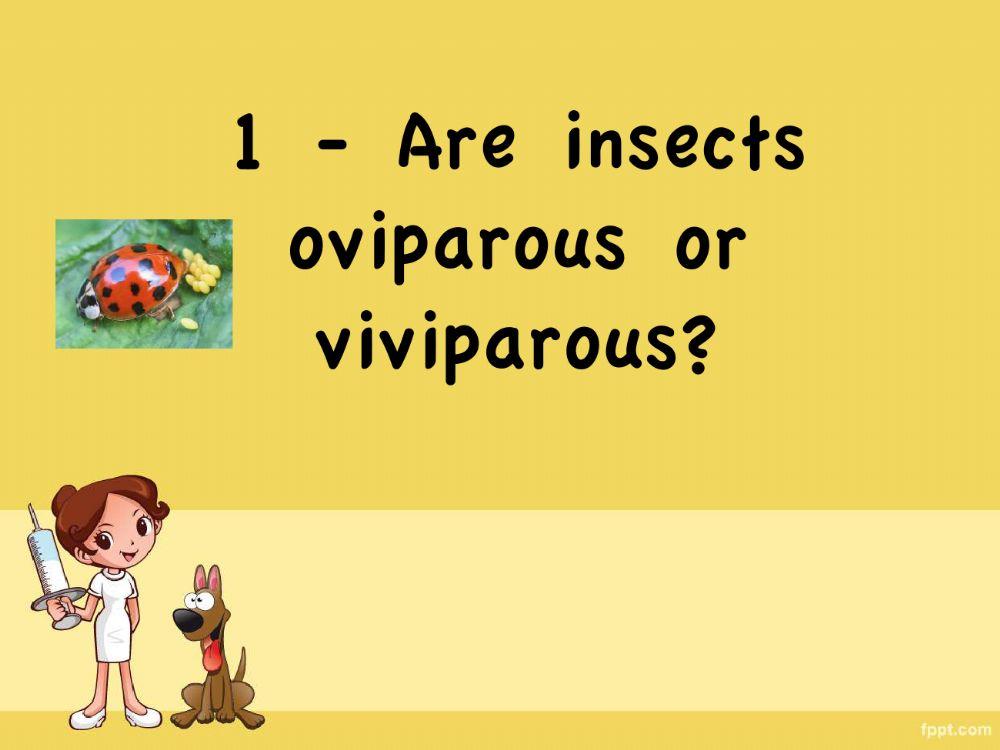 Insects game Insects game