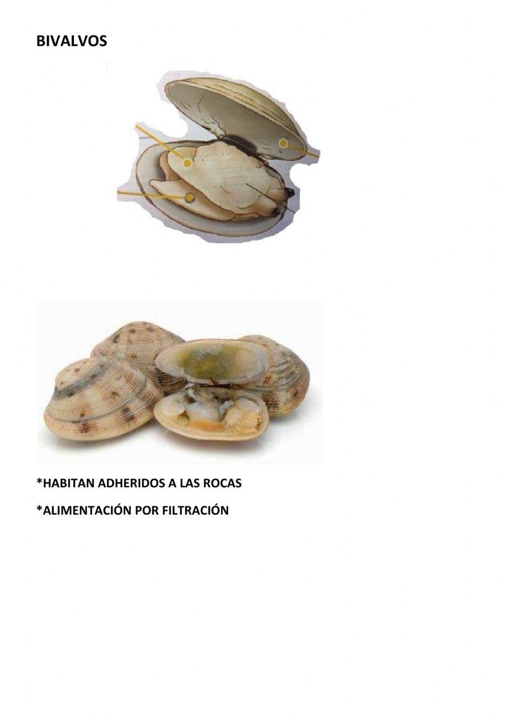 Los animales invertebrados. parte 1.poríferos,anélidos y moluscos.