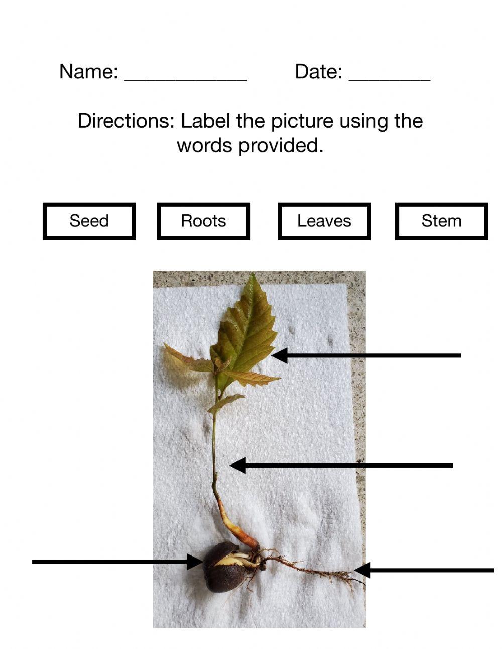 Label the Plant