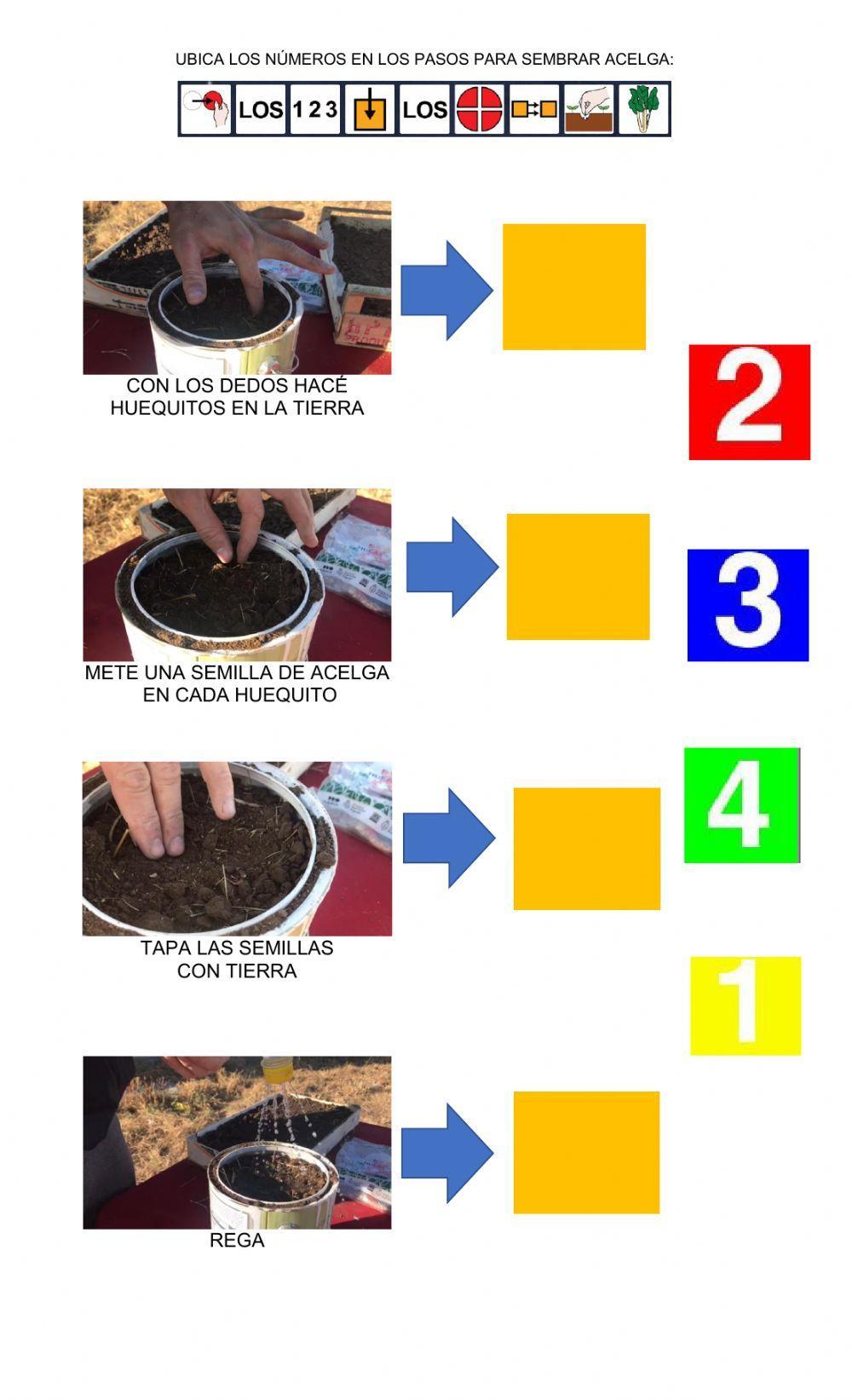 Pasos siembra acelga