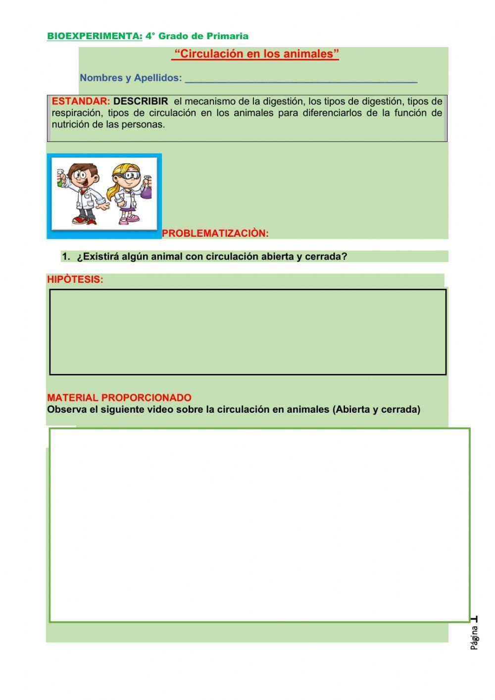 Circulación en animales Circulación en animales