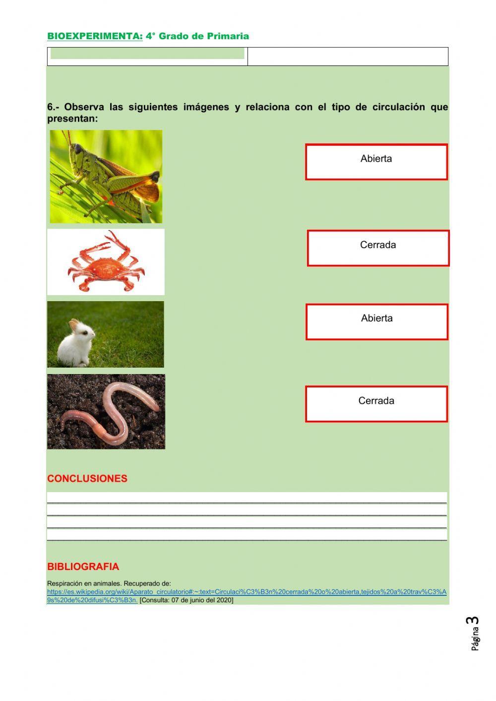 Circulación en animales Circulación en animales