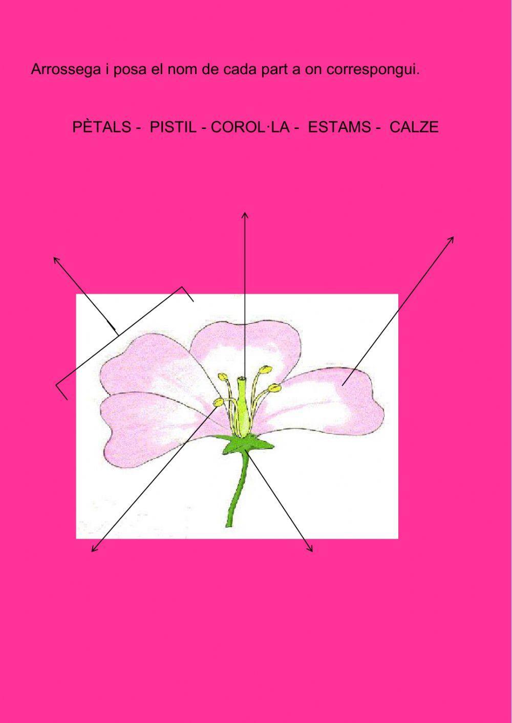 Activitats: parts de la flor