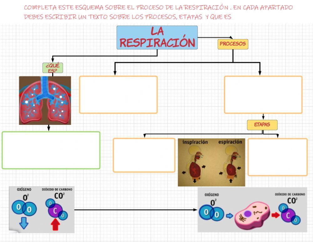 Esquema aparato respiratorio Esquema aparato respiratorio