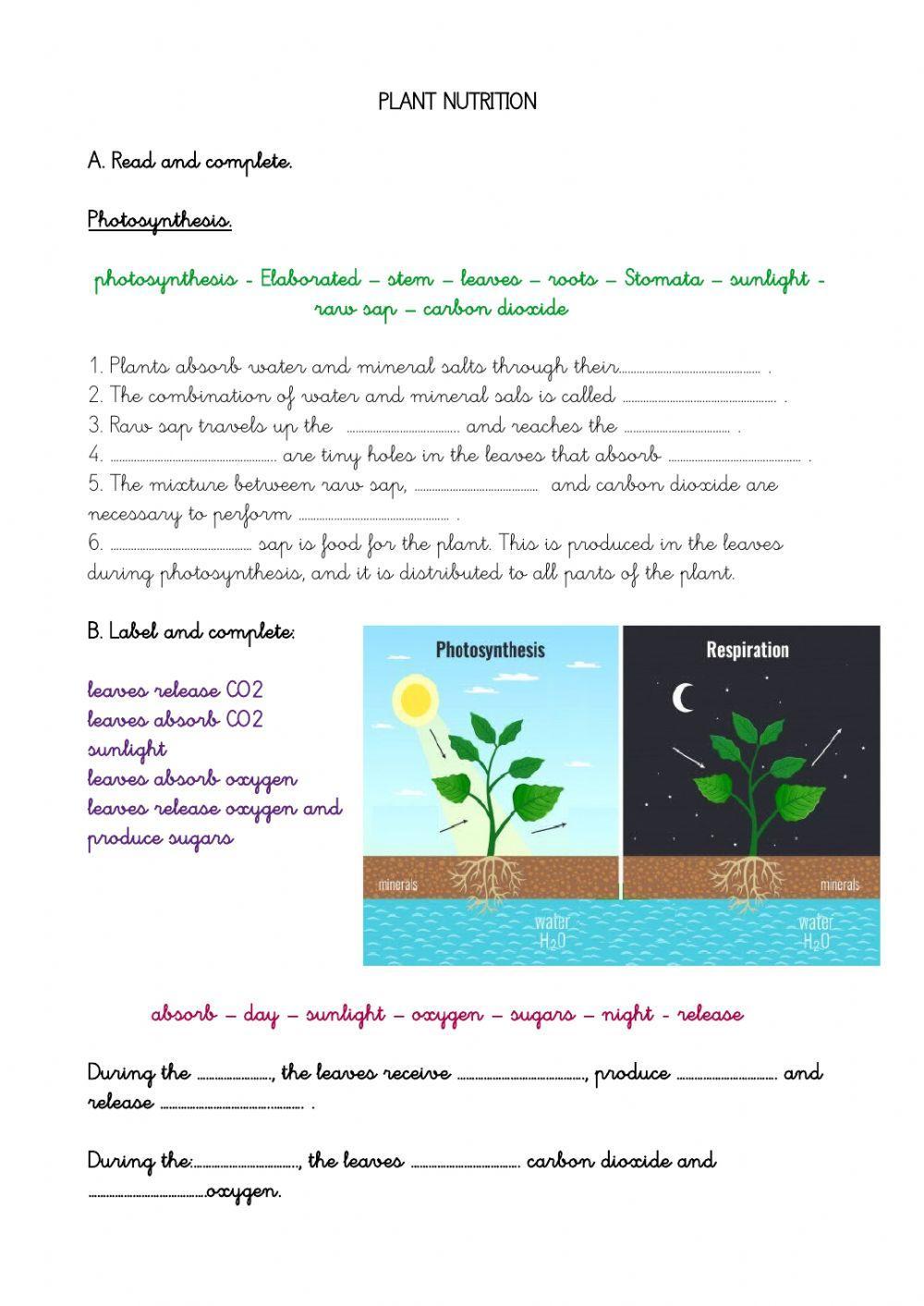 Plant nutrition and respiration