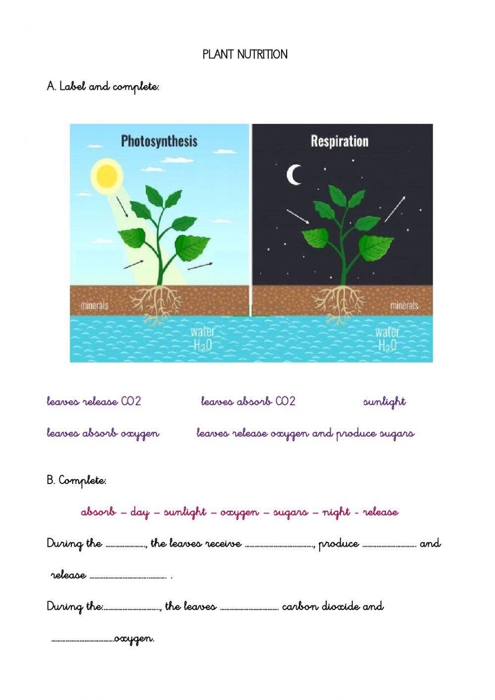 Plant nutrition and respiration adapted