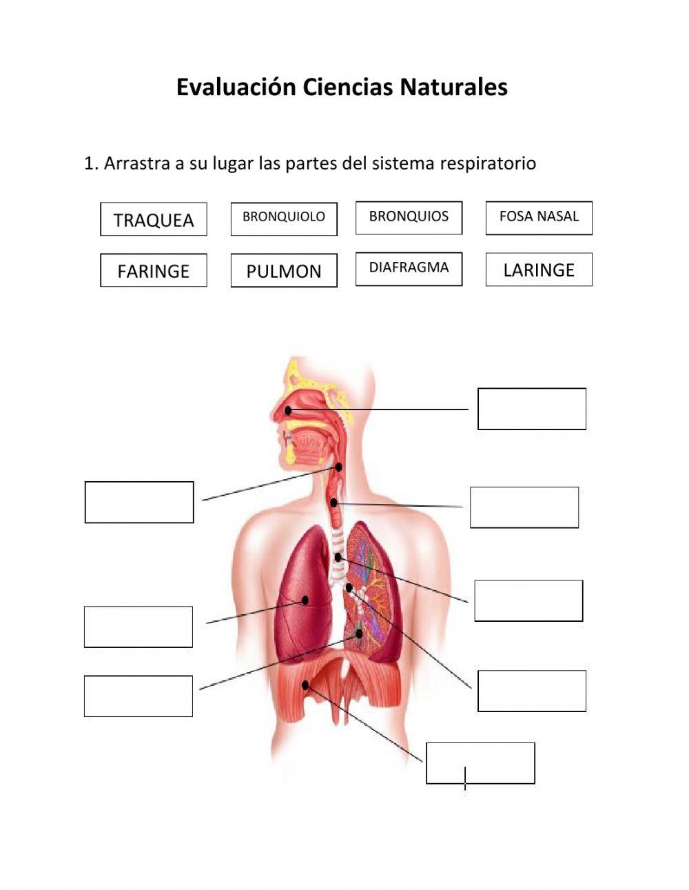 Evaluacion Ciencias Naturales