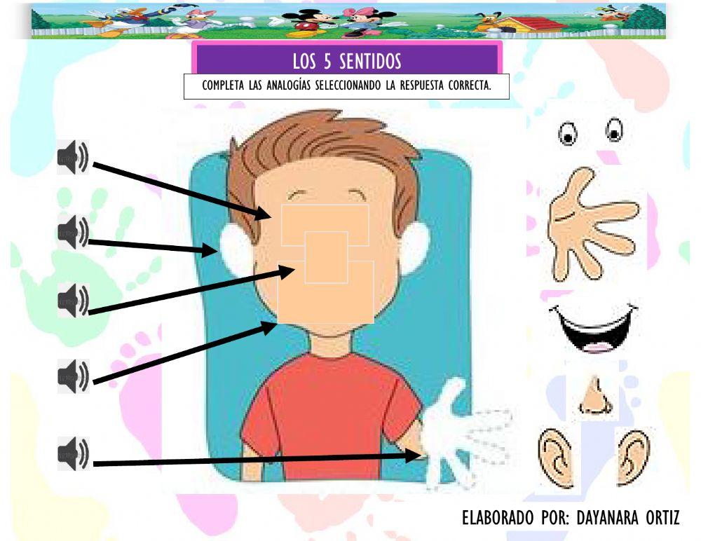 Los 5 sentidos