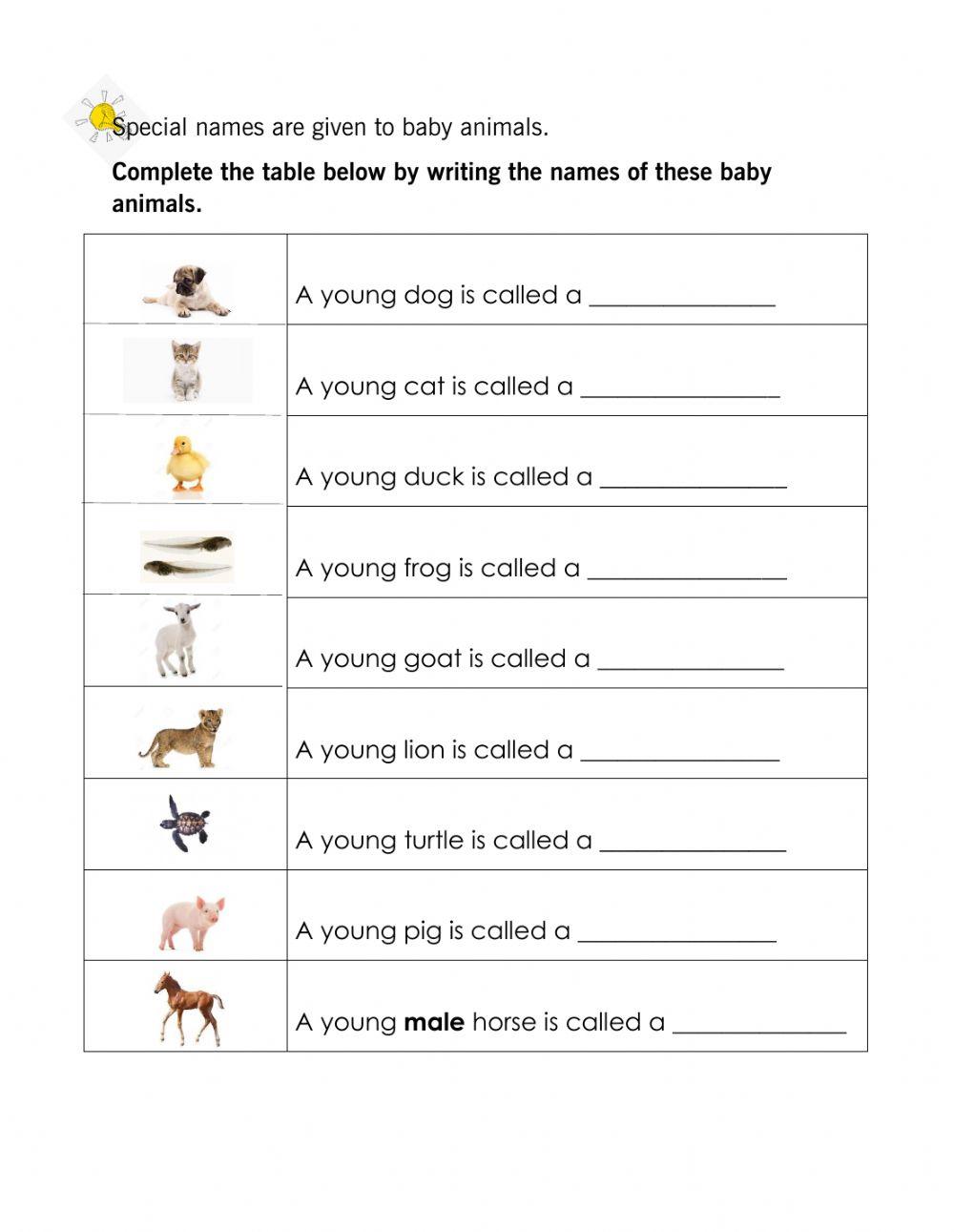 Animals and their Young